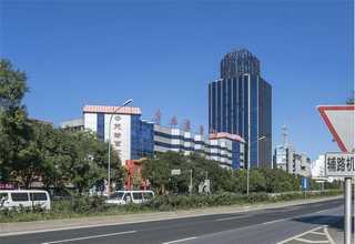 永济金叶女贞树苗市面价